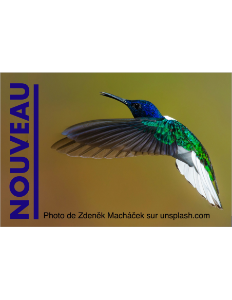 Parapente WHIZZ 3 22 | 2.6 kg (55-105 kg)