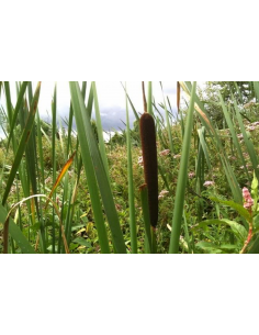Ajout de 6 joncs en bord d'attaque pour améliorer le...