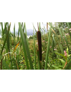 Ersatz für den AIRBAG-Spring | ohne Naht