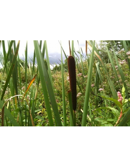 Ersatz für den AIRBAG-Spring | ohne Naht