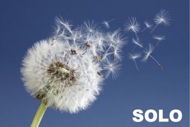 KONTROLLFLUG Gleitschirm SOLO